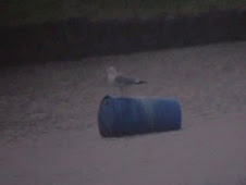 MY MOST RECENT LIFER !!