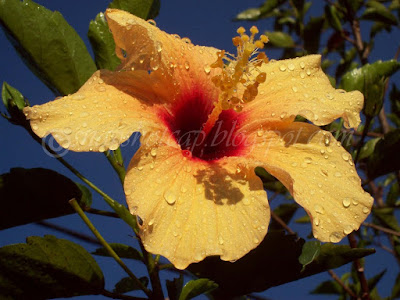 yellow hibiscus
