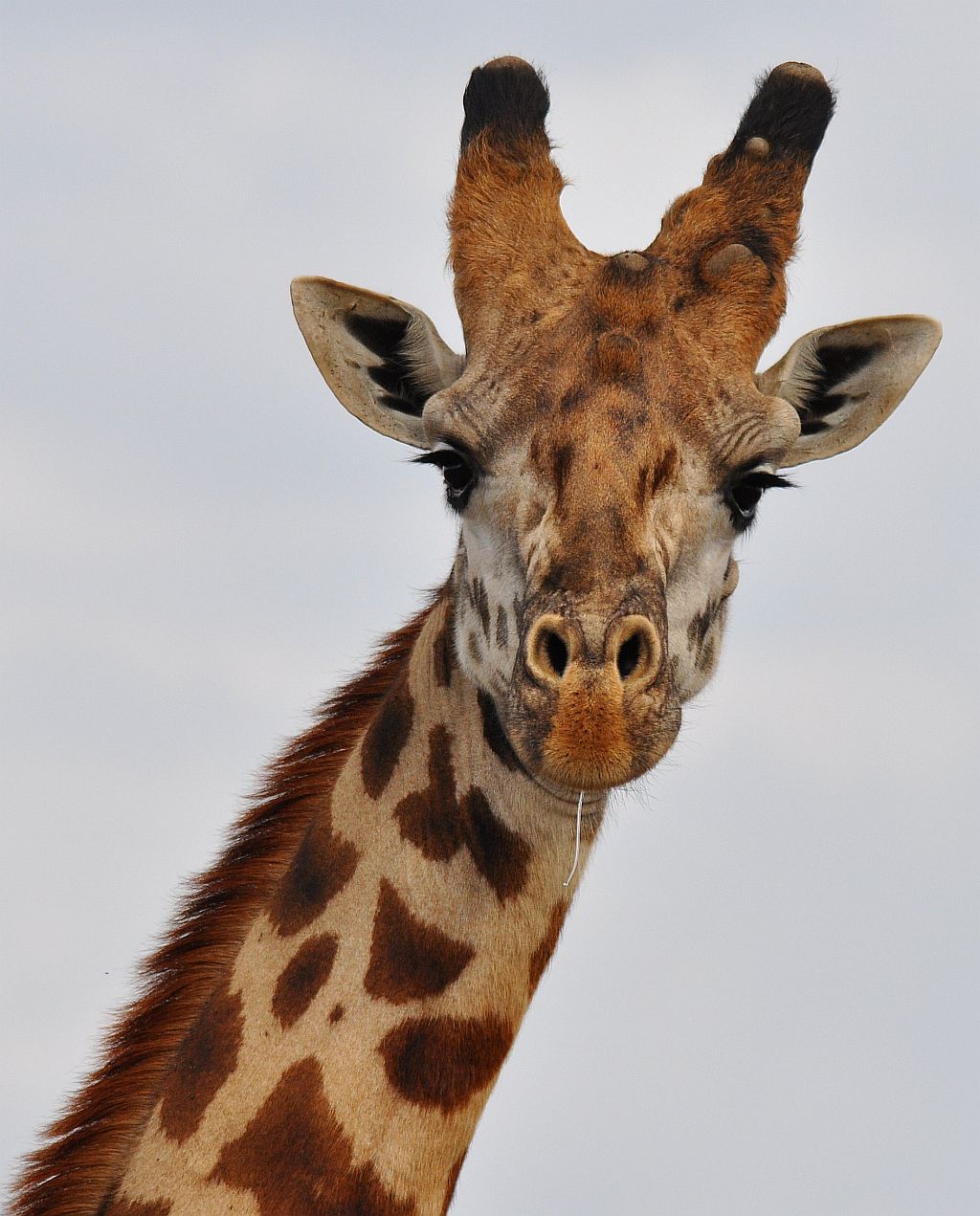 Giraffe+%2528Nbi+Park%2529.jpg