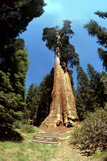 Sim, eu abraço sequoias!!