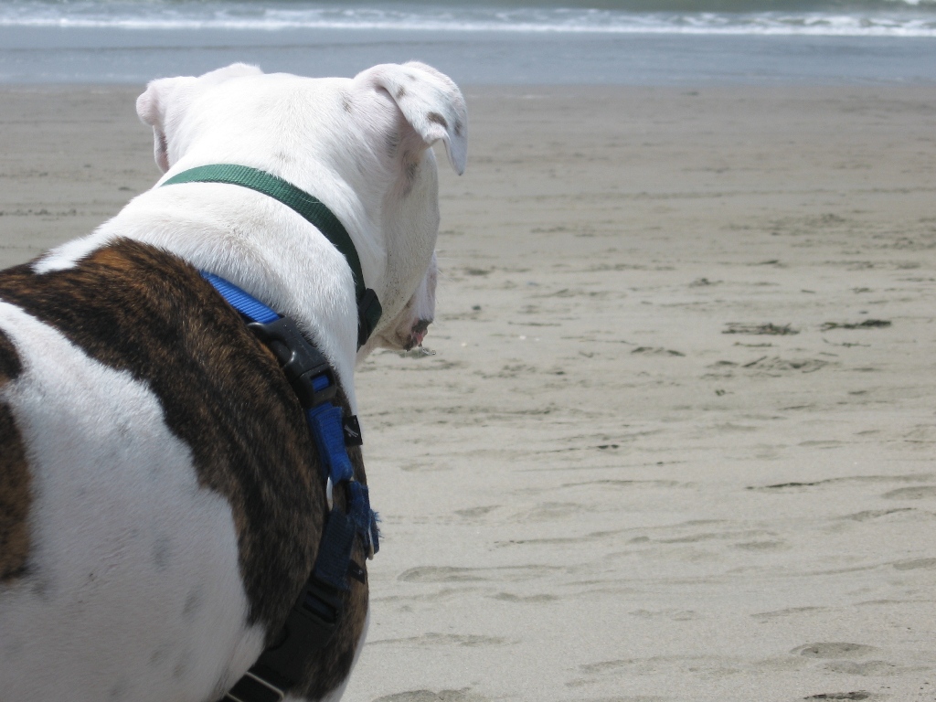 [Beach.JPG]