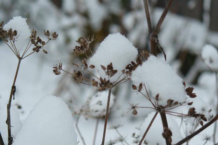 [Winter09_Anis.JPG]