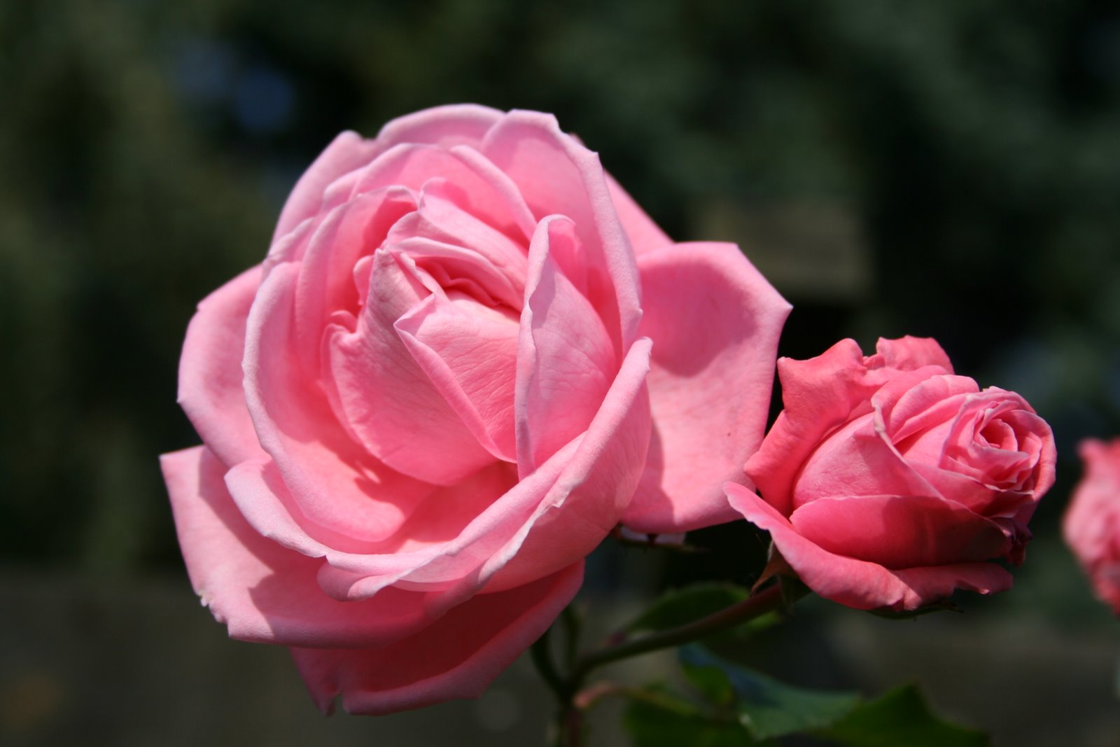 [IMG_3775.JPG]