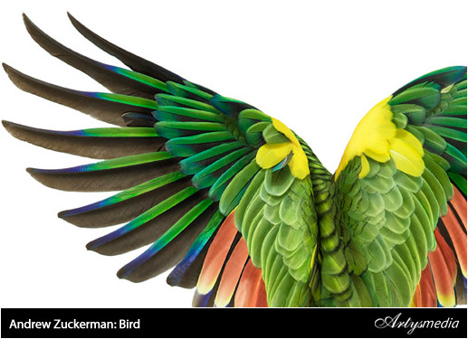 Leamos algo - Resumen 1ª Semana de Febrero 2010 - Andrew Zuckerman: Bird