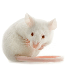 [mouse.gif]