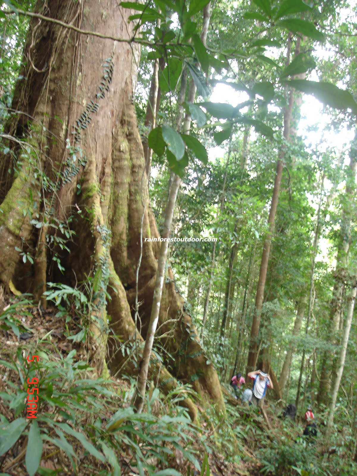 http://4.bp.blogspot.com/_0Pe-fAsXjvU/S-wpd536BYI/AAAAAAAAAhA/y4DIEgkmdDc/s1600/rainforest%25252525252Btree.jpg
