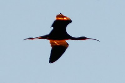 Sunlit White-faced Ibis