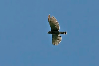 Gray Hawk