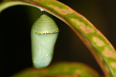 Queen Butterfly Pupa