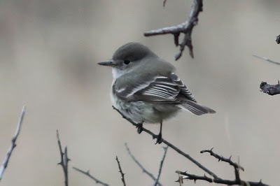 Gray Flycatcher