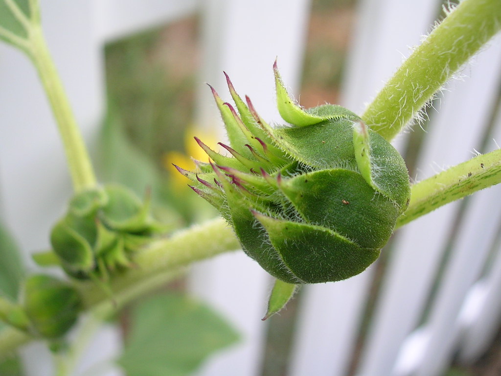 animalfriendly eating August 2010