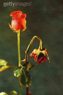 [flor+murcha.jpg]
