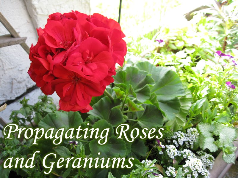 [propagating_roses_and_geraniums.jpg]
