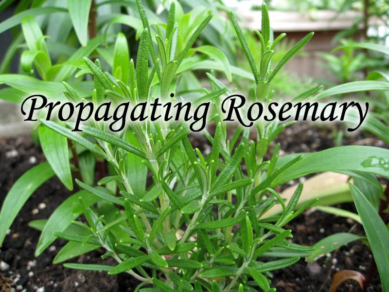 How To Propagate Rosemary Herb Plant From Cuttings Behind