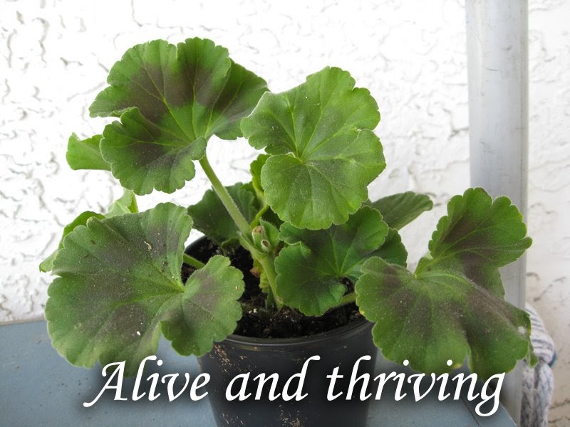 Rose And Geranium Propagation Three Weeks Later Behind