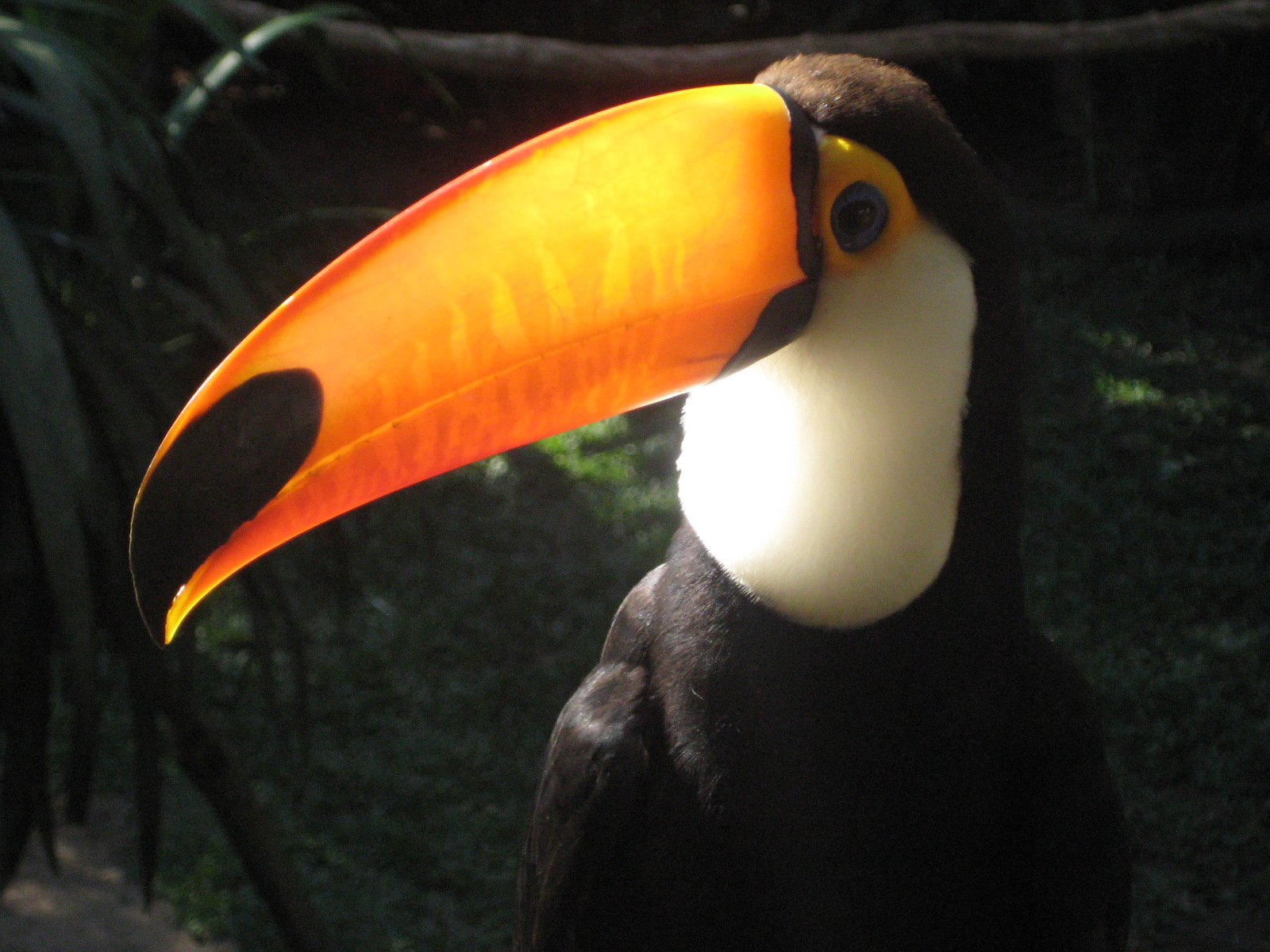 My freelancer carreer tucan bird