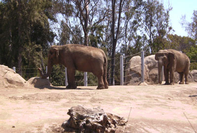 Two elephants