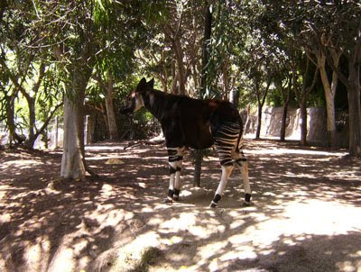 Okapi