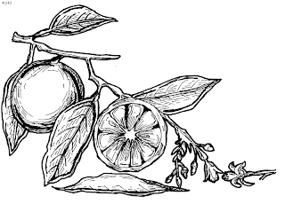 chinese traditional tangerine coloring sheet