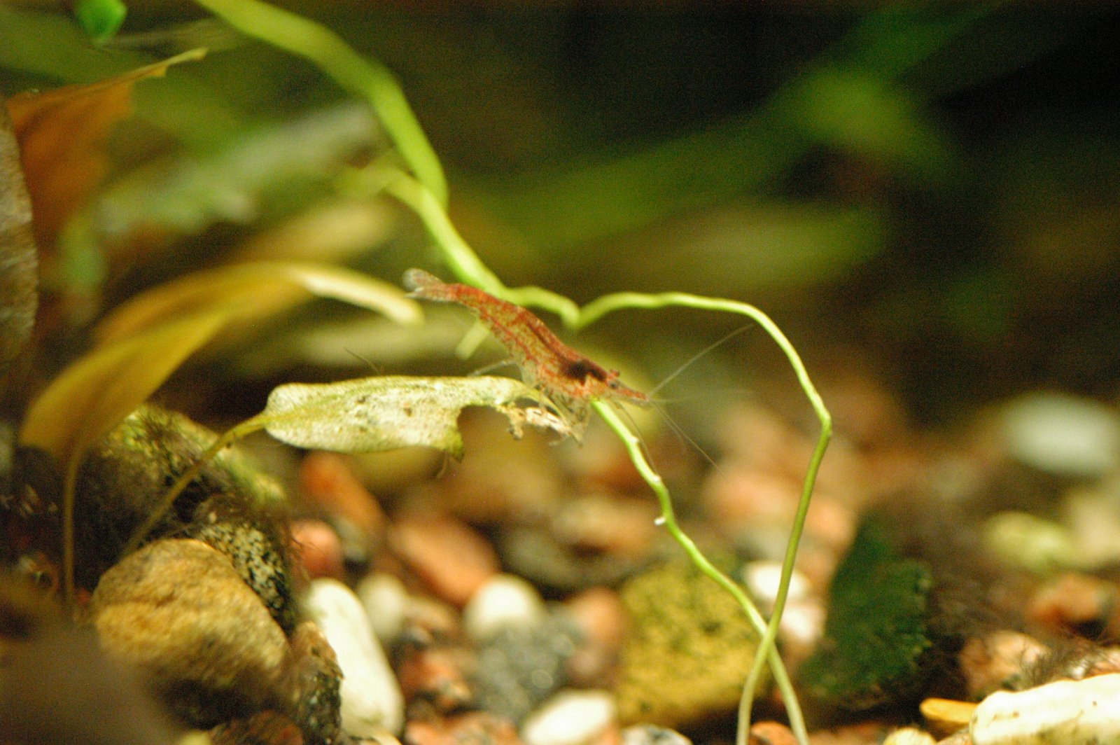 [Neocardinia+firered1.jpg]