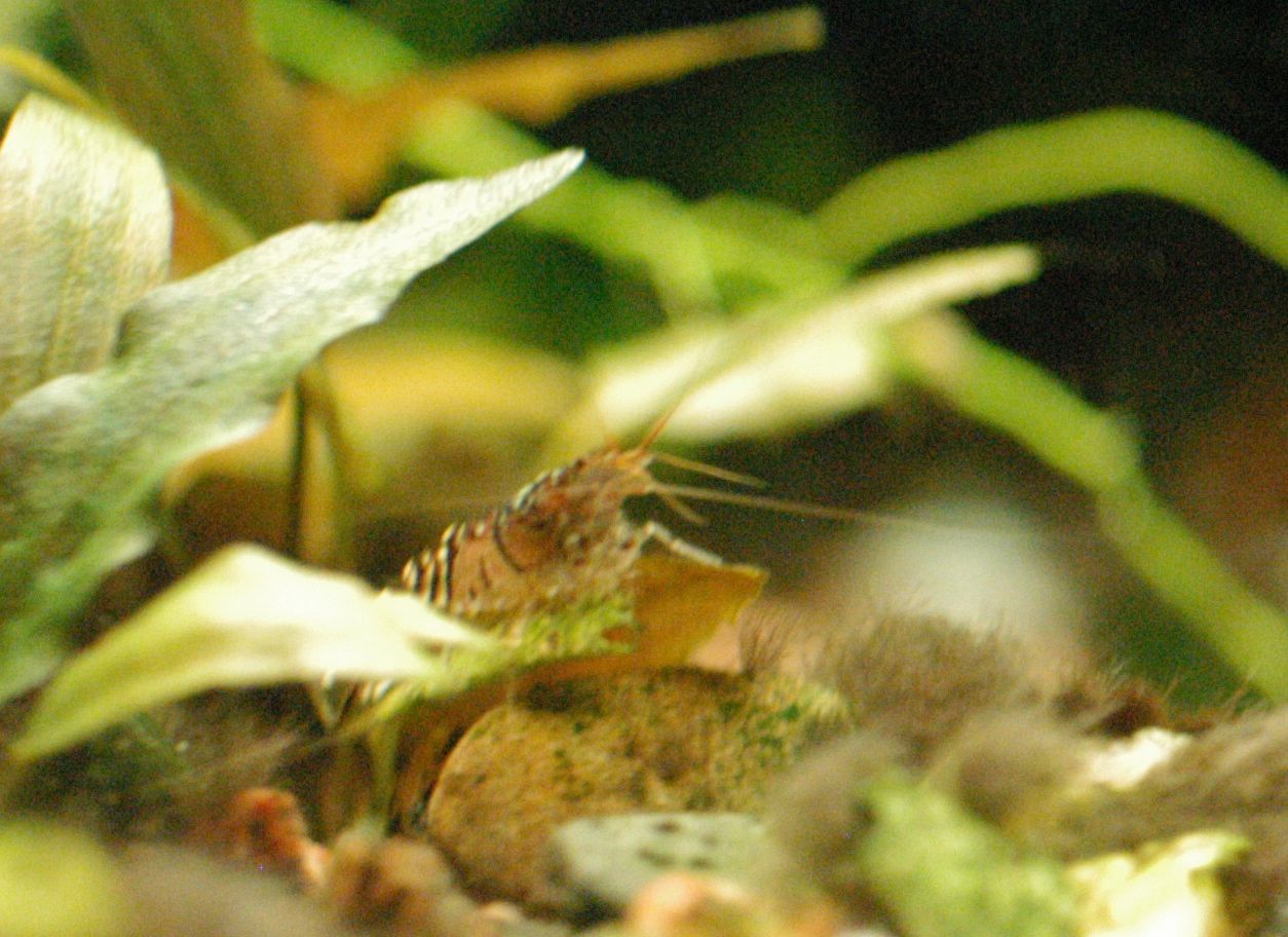 [Cardinia+cantonensis+blue+01.jpg]