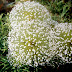 Chuveirinho - uma flor do Cerrado 
