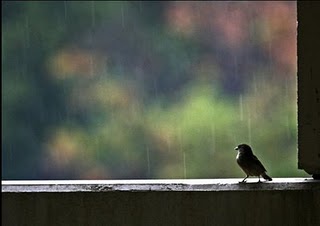 ecos del rocio me encontre una gorriona