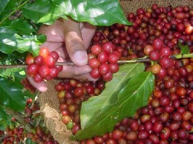 Forexpros cafe ee uu