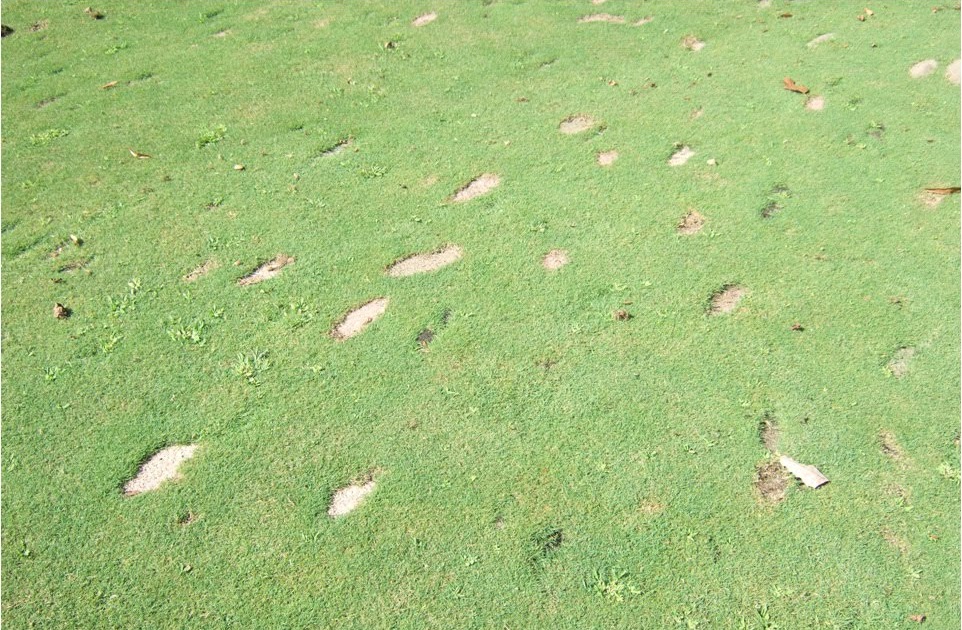 iaTURF Lateral Spread of Creeping Bentgrass Cultivars