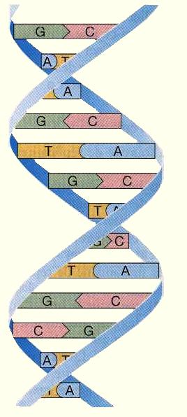 estructura del adn. b) Estructura del ADN