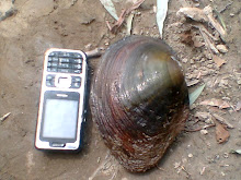 o Scoica prinsa in lanseta :D