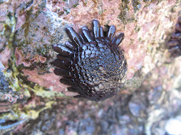 Hawaiian Cushion Urchin