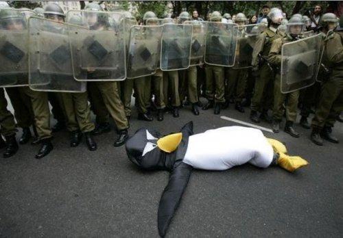 [pingui.jpg]