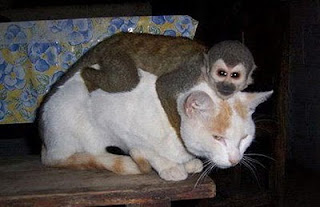 On The Spot Bloggersetu: Gambar Monyet Lucu - Gokil Abi