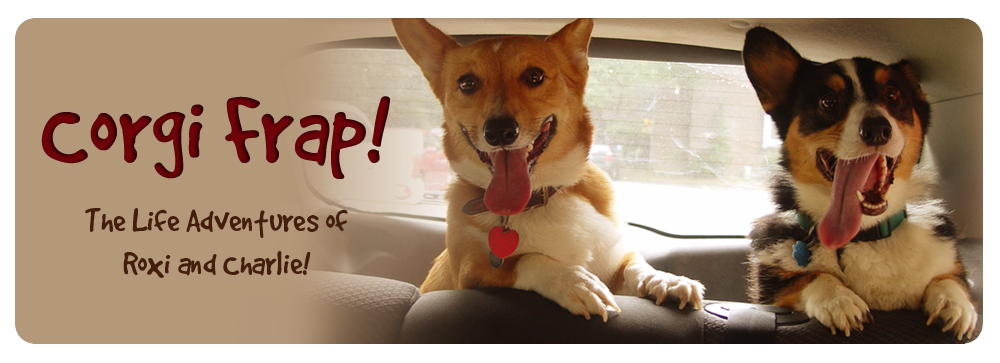 Corgi Frap!