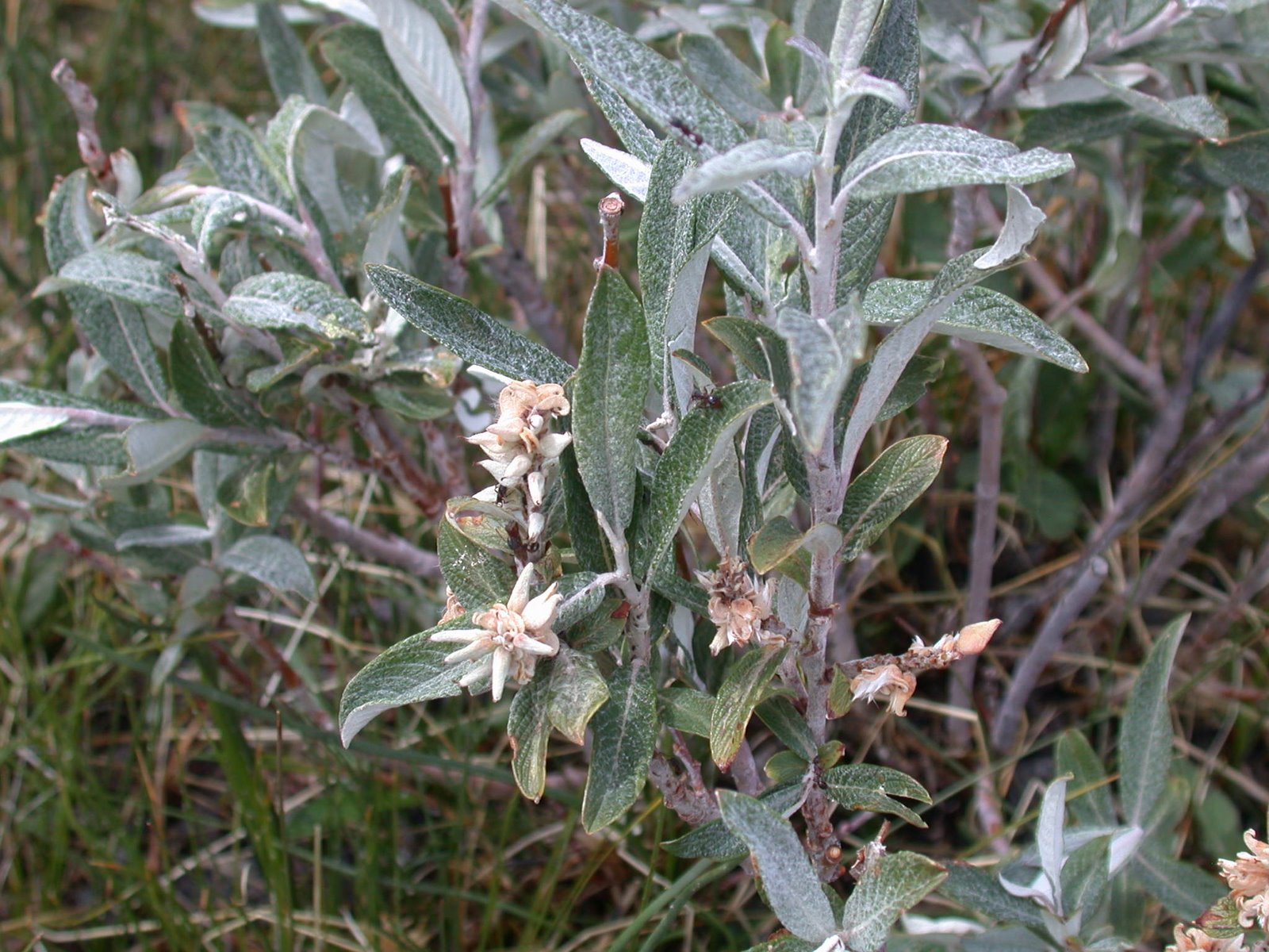 [Salix+_candida_HighCreekFen.jpg]