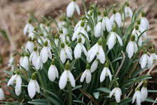 Vårbild från Lästringe