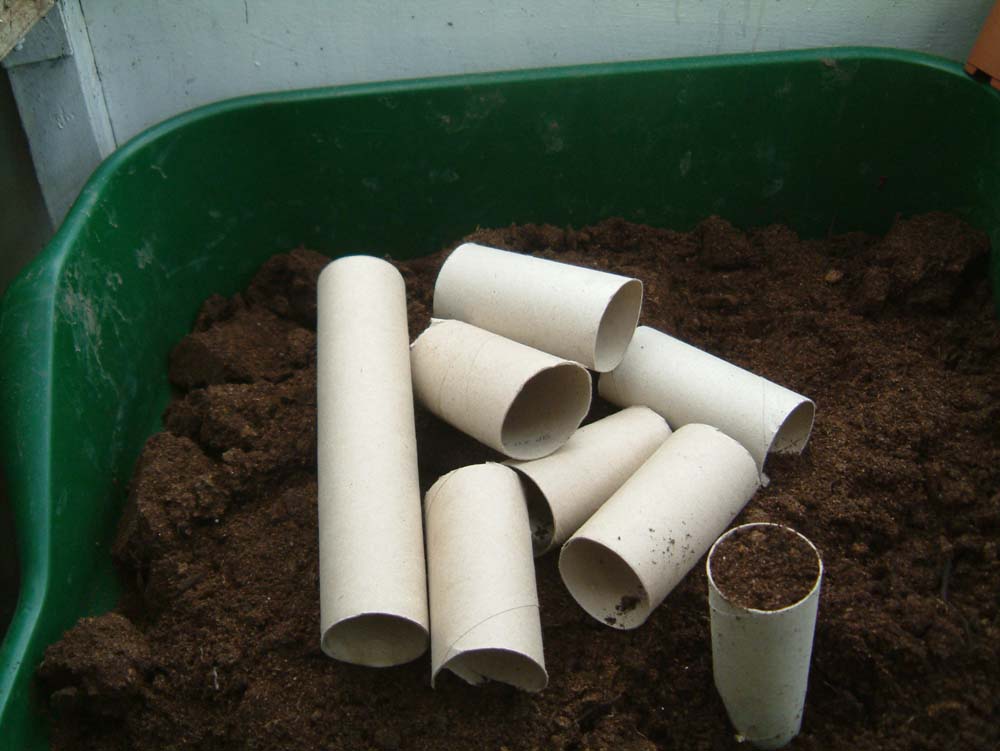 [loo+rolls.jpg]