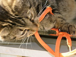 Inteligencia gato. Gato jugando con cordón Inteligencia gato. Gato jugando con cordón