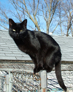 Inteligencia gato. Gato sobre una valla Inteligencia gato. Gato sobre una valla