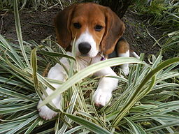 Inteligencia perro. Beagle Inteligencia perro. Beagle