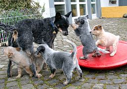 Inteligencia perro. Cachorros con su madre Inteligencia perro. Cachorros con su madre