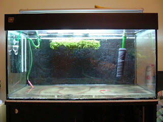 Aquascaping- Die Natur im Aquarium (Technik) | Aquascapia