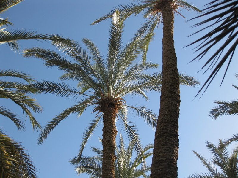 [palm+trees.JPG]
