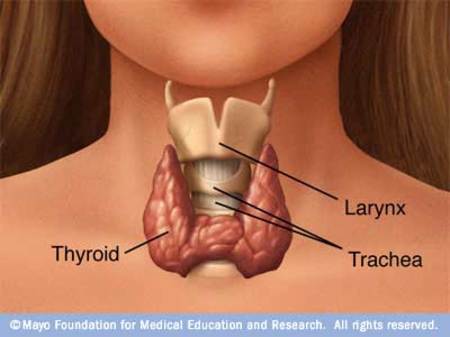 [thyroid2.jpg]