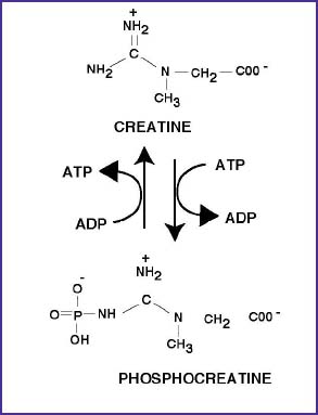 [creatine_reviewPCT01.JPG]