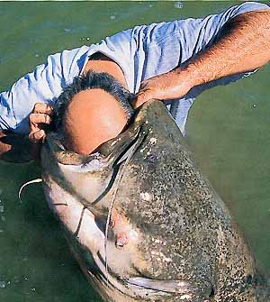 [fishhead.jpg]