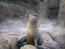 if i were a sea lion, I would be that proud too.