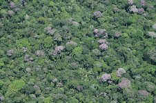 FLORESTA AMAZÔNICA