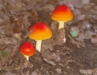 mari0 1.6 poison mushroom